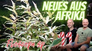 Neue Pflanze aus Afrika für Biotopaquarien & Scaping  Floscopa sp. Roland Nummrich  Türchen 11