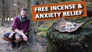 Pine Resin - Natures Ultimate Incense and Anxiety Cure