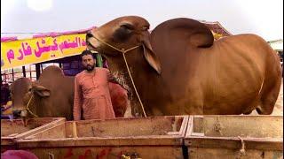 Heavy Weight Bull in Pakistan Qurbani ke janwar Met Biggest Bull in This World Hsn Entertainment