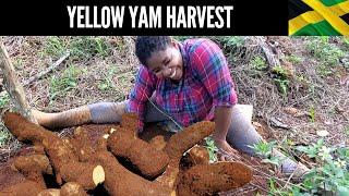 7 MONTHS PREGNANT AND HARVESTING YELLOW YAM