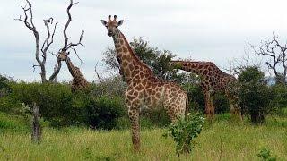SOUTH AFRICA giraffes Kruger national park hd-video