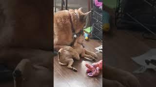 Dog Lovingly Licks Puppys Wound And Grooms Them - 1186738