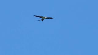 Have you seen this raptor? its a Swallow-tailed Kite