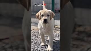 One month Vs 1 year Labrador transformation #dog #shots #labrador #labradorretriever #cute #pets