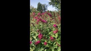 How to Grow Butterfly Bushes