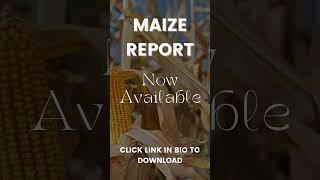 Maize Report