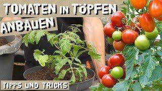 Tomaten in TöpfenKübeln erfolgreich anbauen - das müsst ihr beachten Wenig Platz