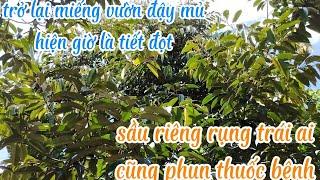 tại sao sầu riêng rụng hàng lọt càng xịt thuốc bệnh là càng rụng nhiều