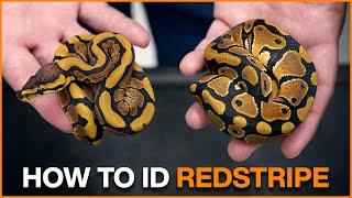 How to Identify REDSTRIPE in Ball Pythons