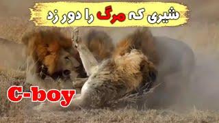 داستان شیری که دو بار خود و خانواده اش را از مرگ نجات داد C-boy