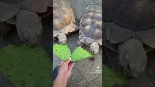 Tortoise ASMR is oddly satisfying 