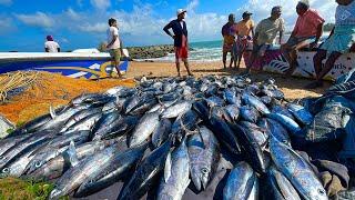 Amazing Big Batch of Yellowfin Tuna Fish Caught by Fishermen in Traditional Fishing Village