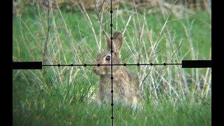 The Airgun Show – Scope-cam rabbit hunting PLUS Daystate Wolverine R review