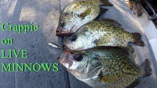 Catching Crappie on LIVE minnows  How to fish with LIVE minnows for Crappie