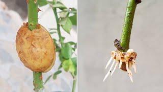 How to propagate roses with potatoes for fast rooting  Growing roses in potatoes