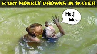 Baby Monkey Drowned in Flood @WildlifeVlogs-qy3kv