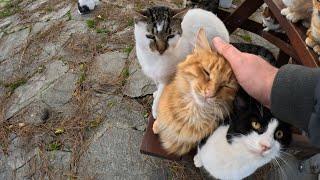 Cat island swarming with hundreds of friendly cats