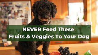 5 Fruits and Vegetables Your Dog Should Never Eat