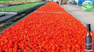 Carolina Reaper Farm And Processing Plant  How Carolina Reaper Sauce Is Made