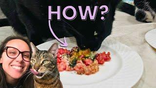 Answering your homemade cat food questions