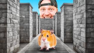 $100000 Hamster Maze Race Can They EXIT?