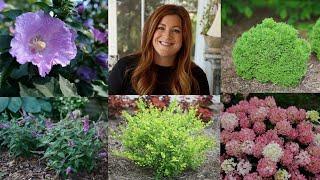 10 Small Shrubs that Will Fit In Any Garden   Garden Answer