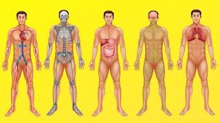 ¿Cómo funciona el cuerpo humano? Digestión circulación respiración y otros sistemas