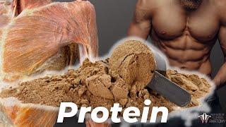 How Much Protein You Really Need According to Science