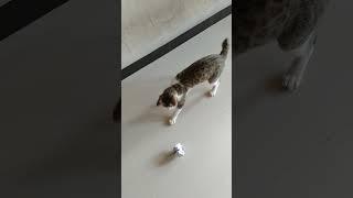 kucing latihan menggiring bola seperti messi