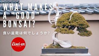 What Makes a Good Bonsai?  Bonsai-U