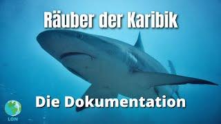 Räuber der Karibik  DOKUMENTATION  MEER  DEUTSCH  2021  MEERESTIERE  HD