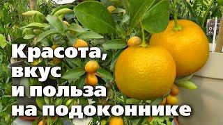 Особенности выращивания цитрусовых в домашних условиях  Плоды будут круглый год