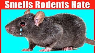 12 Smells that Mice and Rats Hate #1 is Unbelievable