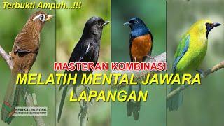 Masteran Kombinasi Full Isian Mewah WAMBI KACER MURAI CUCAK IJO Untuk Melatih Mental Jawara