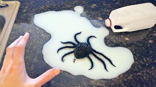 this CREATURE was in my MILK