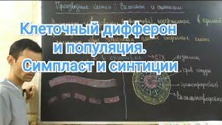 Гистология. Клеточный дифферон. Симпласт и синтиций. Клеточная популяция. #2