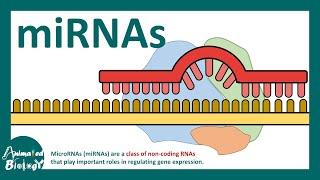 micro RNA  What is microRNA miRNA?  How miRNAs work?  How miRNAs are detected experimentally?