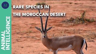 The iconic animals of the Souss-Massa National Park  AI