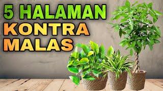 MGA HALAMAN KONTRA MALAS AT HALAMANG SWERTE SA LOOB AT LABAS NG BAHAY  Lucky plants 2023