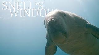 Playful Seacow Dugong - Snells Window - Diving Red Sea Egypt 2019
