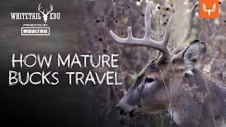 How Mature Bucks Travel  Whitetail EDU