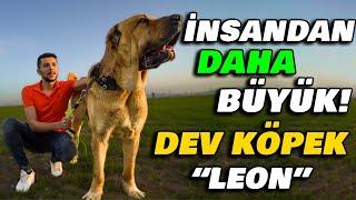 PHOTOSHOP ZANNEDECEKSİNİZ Ziya Ünal ve Dev Köpeği LEON Ala Türkiyede 