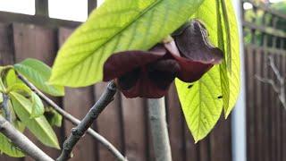 My American pawpaw  Asimina Triloba  flowers are covered in flies they might pollinate them 