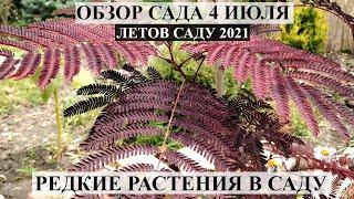 Обзор сада 4 июля  Цветущий сад летом  РАСТЮШКИ В САДУ  ЛЕТО В САДУ 2021