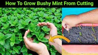 जंगल जैसा घना पुदीना कटिंग से उगाइये गमले में  How To Grow Lots Of Mint From Cutting In Container