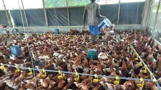 What Does It Take To Become The BEST in Layer Chicken Farming  2022 Genious Tips