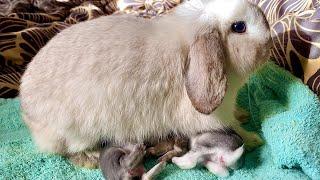 Baby rabbits feeding milk from their mother  1 week old baby bunnies 4K