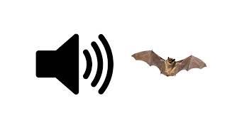 Bat Sounds - Sound Effect  ProSounds