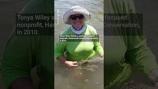 How Tampa Bay researchers are keeping an eye on endangered Florida sawfish