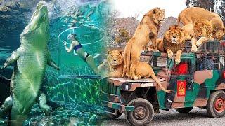The Most AMAZING ZOOS In The World  The best zoos you have to visit.